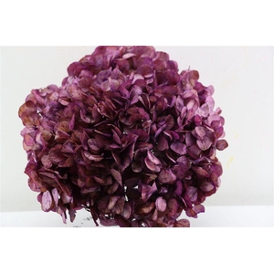 Pres Hydrangea Xl Mauve Antique Pcs
