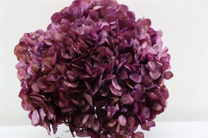 <h4>Pres Hydrangea Xl Mauve Antique Pcs</h4>