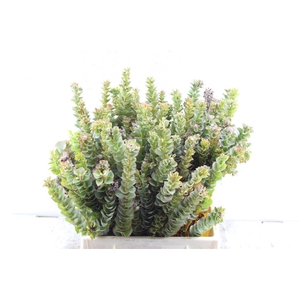 Kaaps Paranomus Reflexus