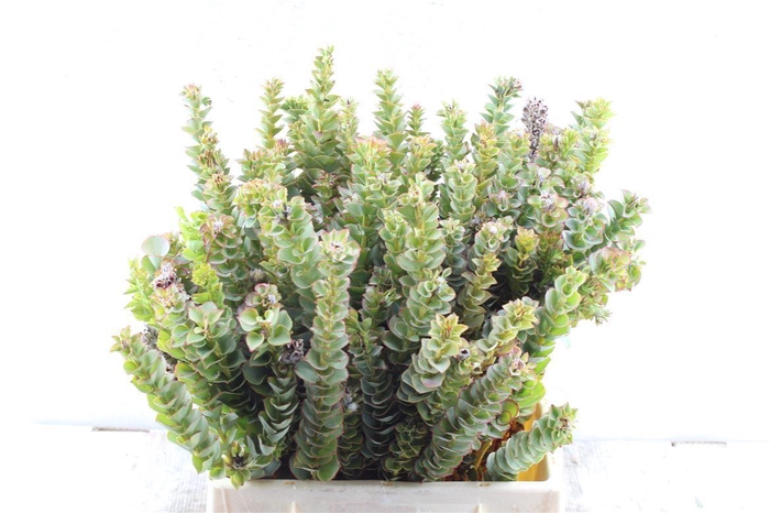 <h4>Kaaps Paranomus Reflexus</h4>