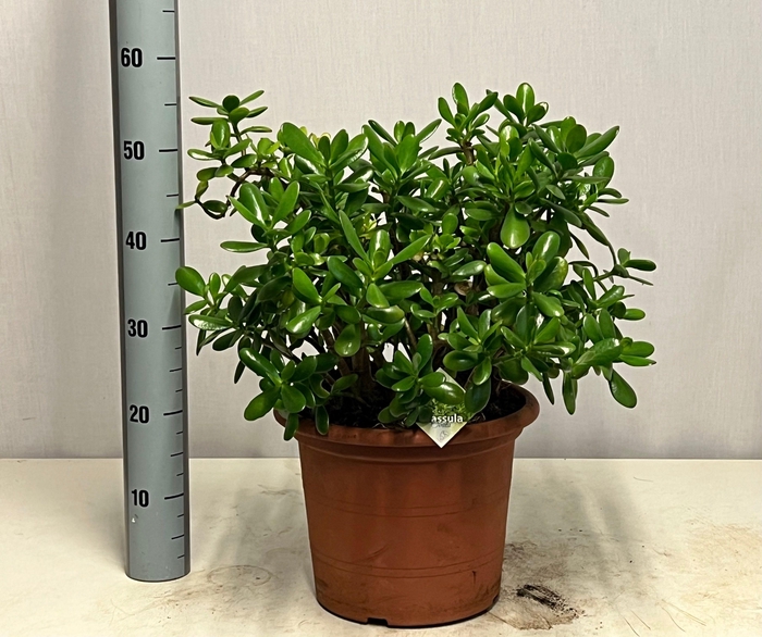 <h4>CRASS OVATA</h4>