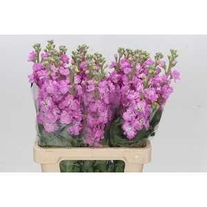 MATTH IRON PINK