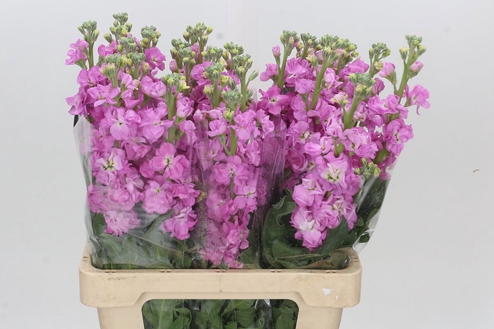 <h4>MATTH IRON PINK</h4>