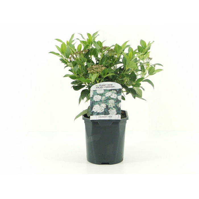 <h4>Viburnum tinus</h4>