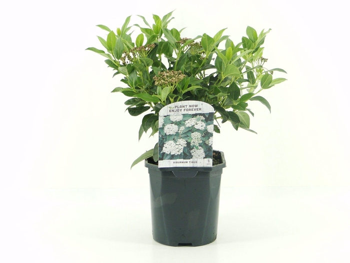 <h4>Viburnum tinus</h4>
