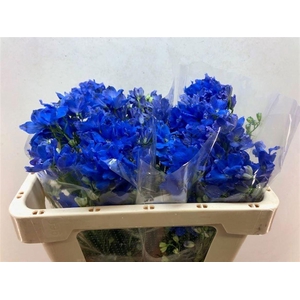 DELPH EN ENERGY BLUE