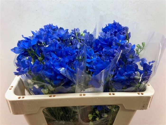 <h4>DELPH EN ENERGY BLUE</h4>