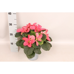 Poinsettia 13 cm Mouse Pink