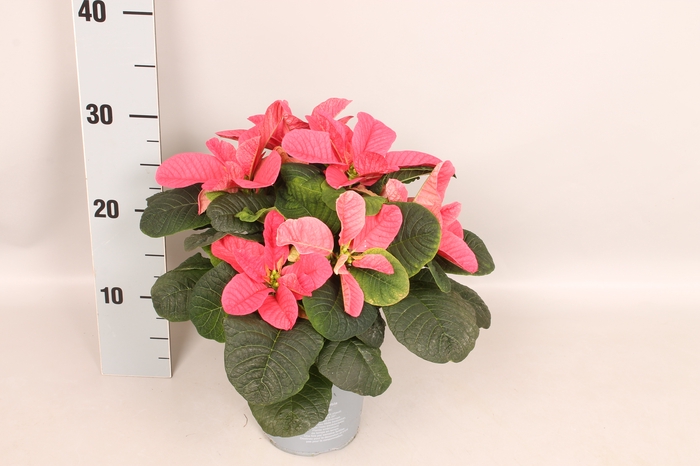 Poinsettia 13 cm Mouse Pink