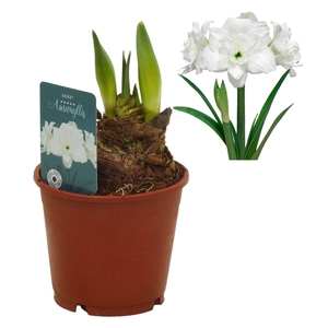 Hippeastrum Akiko