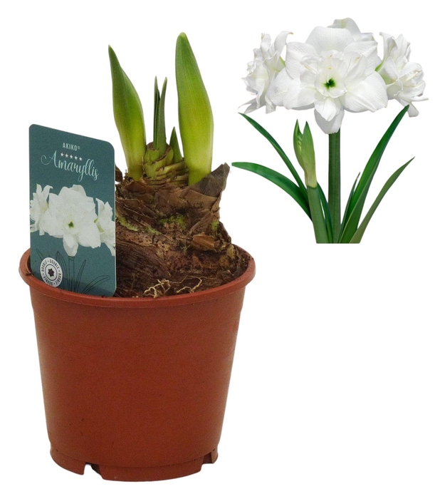 <h4>Hippeastrum Akiko</h4>