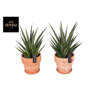 Sansevieria Comet Queen Marble in Terracotta XL