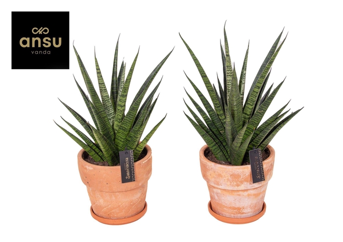 <h4>Sansevieria Comet Queen Marble in Terracotta XL</h4>