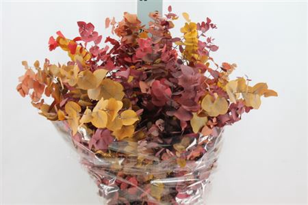 Euca Stuartiana Stabilizzata Autumno