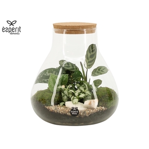 90078: Terrarium arrangement
