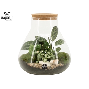 90078: Terrarium arrangement
