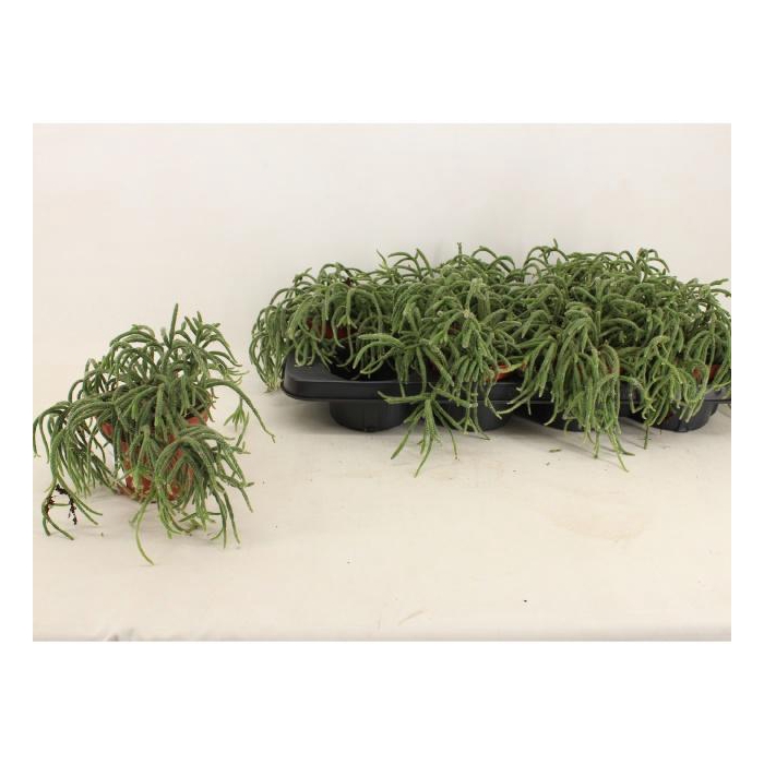 <h4>RHIPSALIS BACCIFERA</h4>