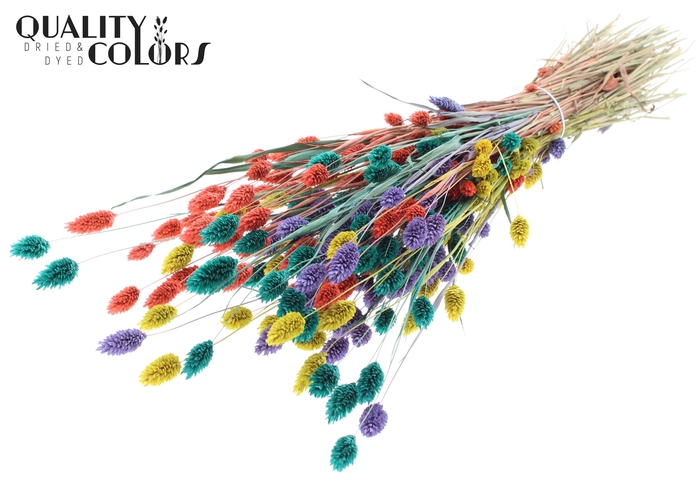 Phalaris per bunch Colourful 5