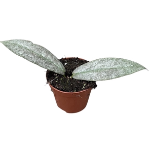 Hoya Mitrata Silver