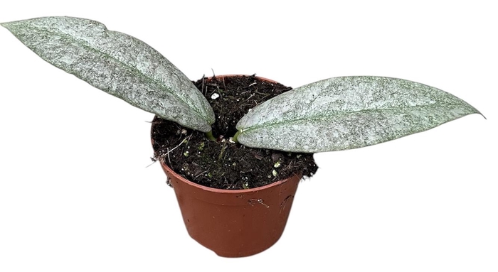 <h4>Hoya Mitrata Silver</h4>