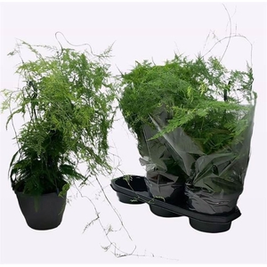 Pilea peperomoides
