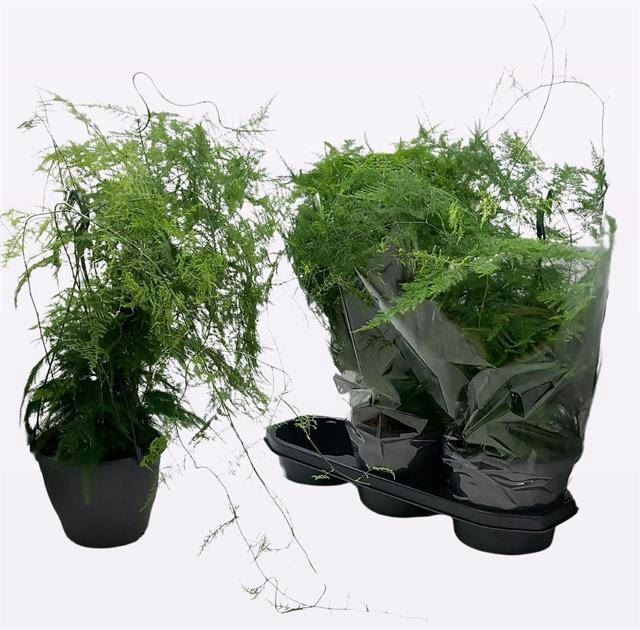 <h4>Pilea peperomoides</h4>