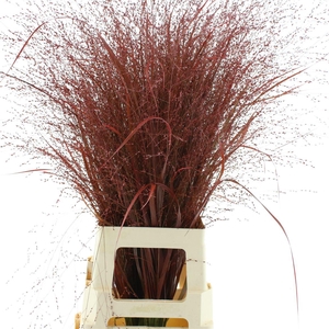 Siergras Klb Bordeaux