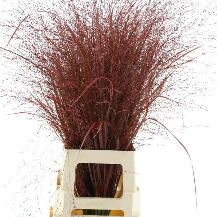 <h4>Siergras Klb Bordeaux</h4>