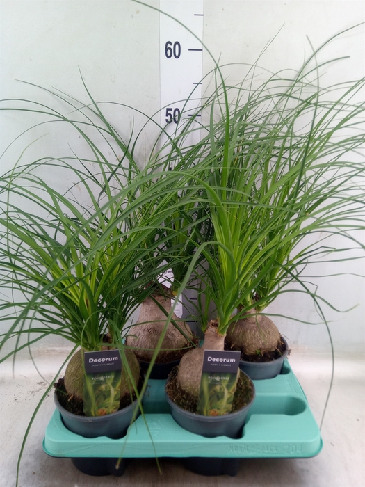 <h4>Beaucarnea recurvata</h4>