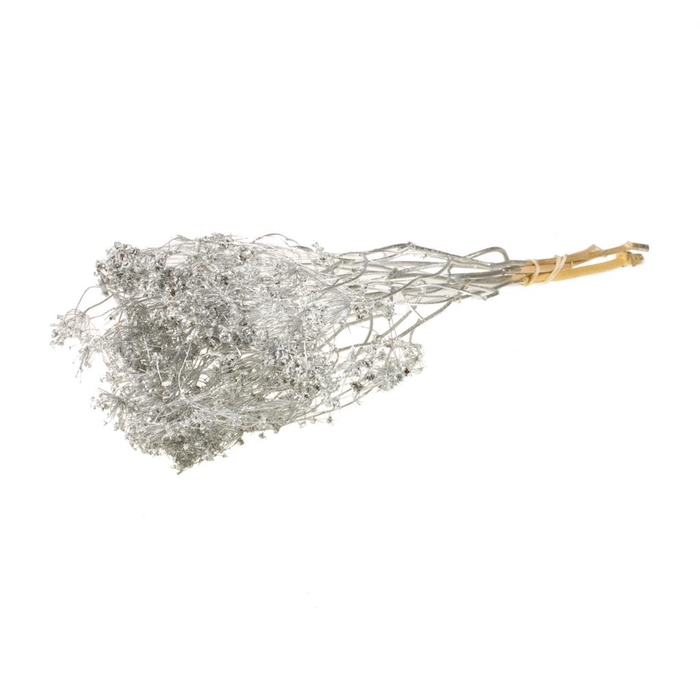 <h4>Bupleurum Open 55cm Slvr</h4>