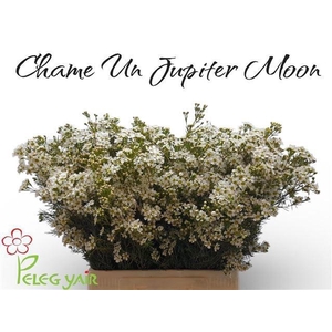 CHAME UN JUPITE MOON