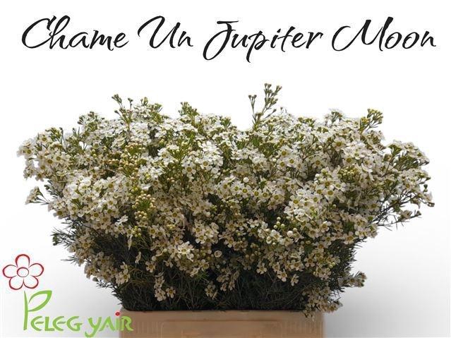 <h4>CHAME UN JUPITE MOON</h4>