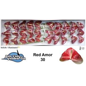 Anth A Red Amor 9 cm X30 Jan van Velden