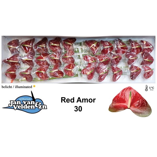 <h4>Anth A Red Amor 9 cm X30 Jan van Velden</h4>