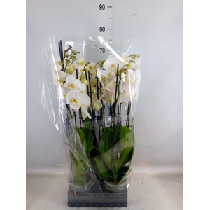 Phalaenopsis  'Ant Cambridge'