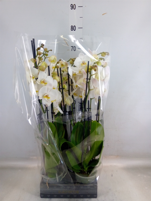<h4>Phalaenopsis  'Ant Cambridge'</h4>