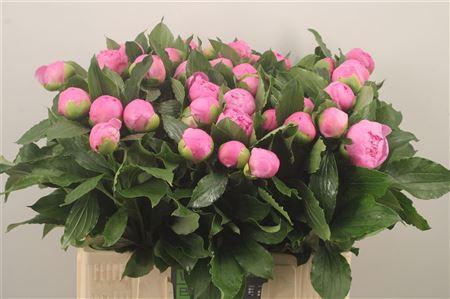 Paeo L Mr Jules Elie