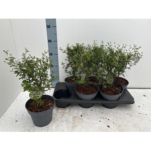 SOPHO PR LITTLE BABY