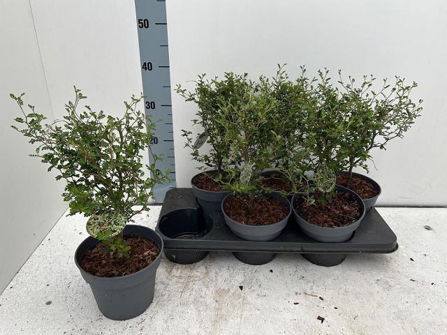 <h4>SOPHO PR LITTLE BABY</h4>