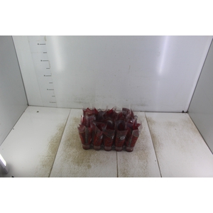 POINSETTIA P06 VERMELHO