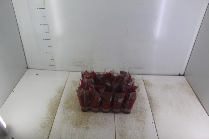 <h4>POINSETTIA P06 VERMELHO</h4>