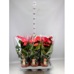 Anthurium   ...mix 4