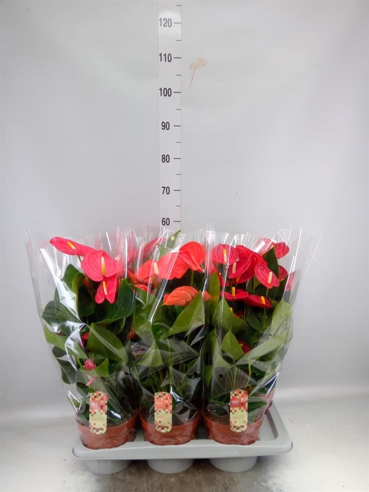 <h4>Anthurium   ...mix 4</h4>