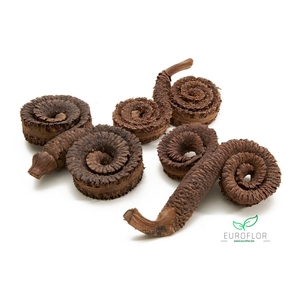 PALM MALE NATURAL 8PCS