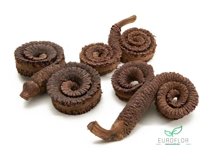 PALM MALE NATURAL 8PCS