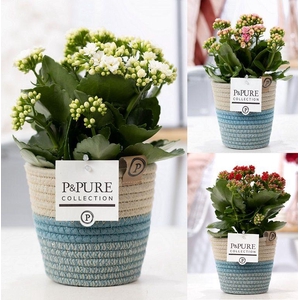 Kalanchoe mix in P&PURE Fashionpot Valerie