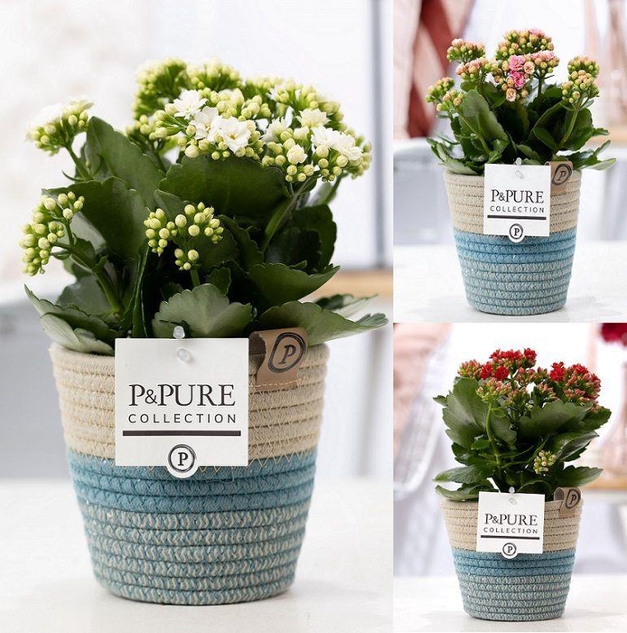 <h4>Kalanchoe mix in P&PURE Fashionpot Valerie</h4>
