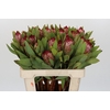 Protea Robijn