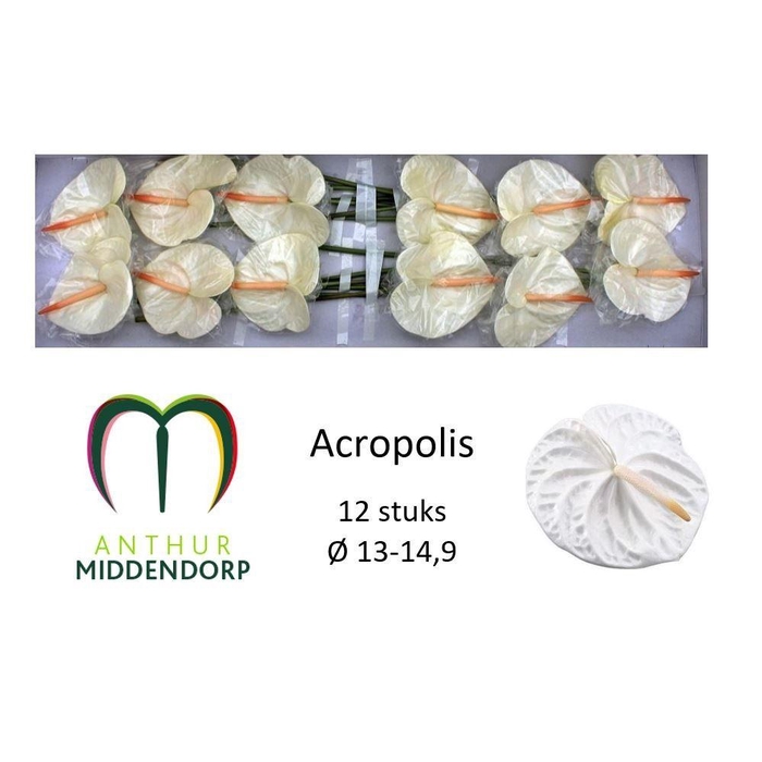 <h4>Anth A Acropolis</h4>