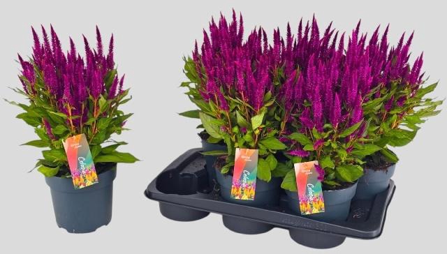 <h4>CEL PL KEL FIRE PURP</h4>